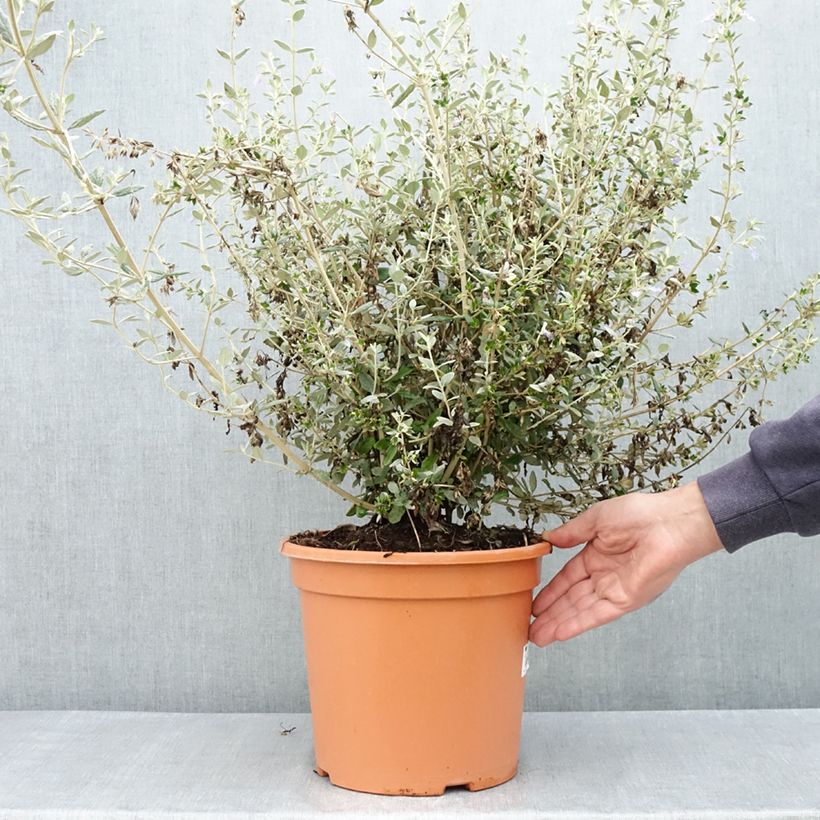 Example of Teucrium fruticans Selection Erecta - Germandrée arbustive Pot van 7,5 l/10 l as you get in printemps