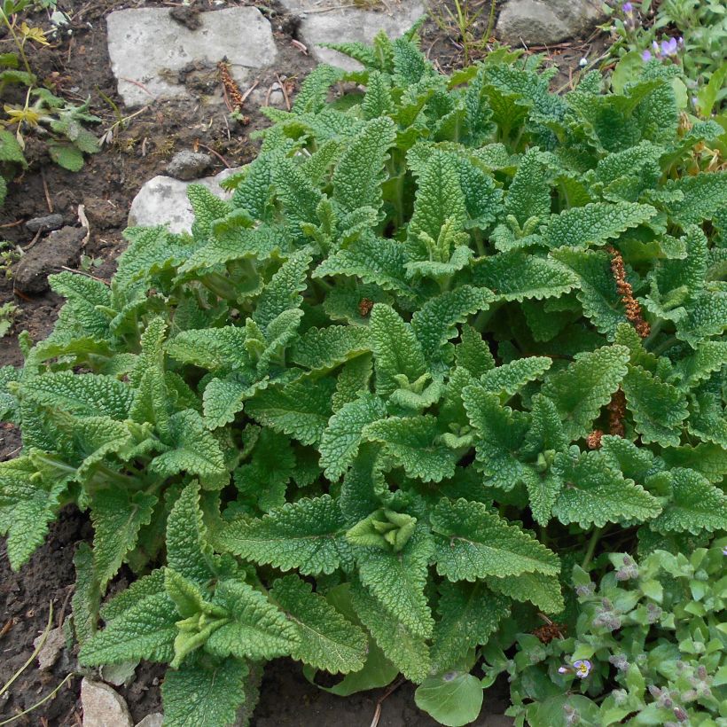 Teucrium hircanicum - Gamander (Foliage)