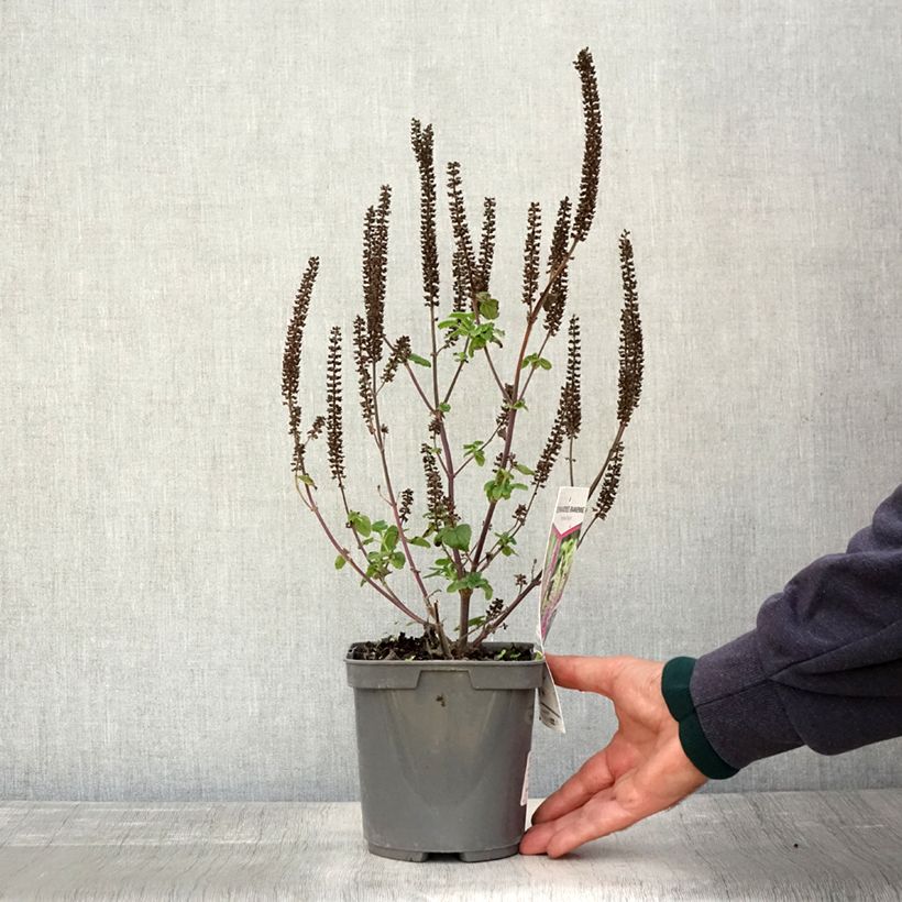 Exemplaar van Teucrium hircanicum Paradise Delight - Gamander Pot van 2 l/3 l zoals geleverd in de herfst