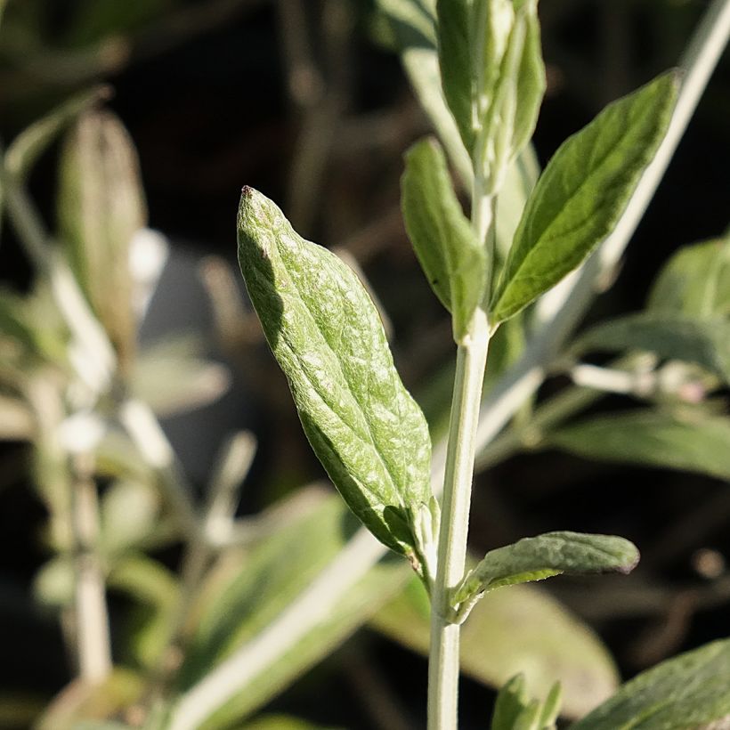 Teucrium fruticans Indyho - Gamander (Blad)