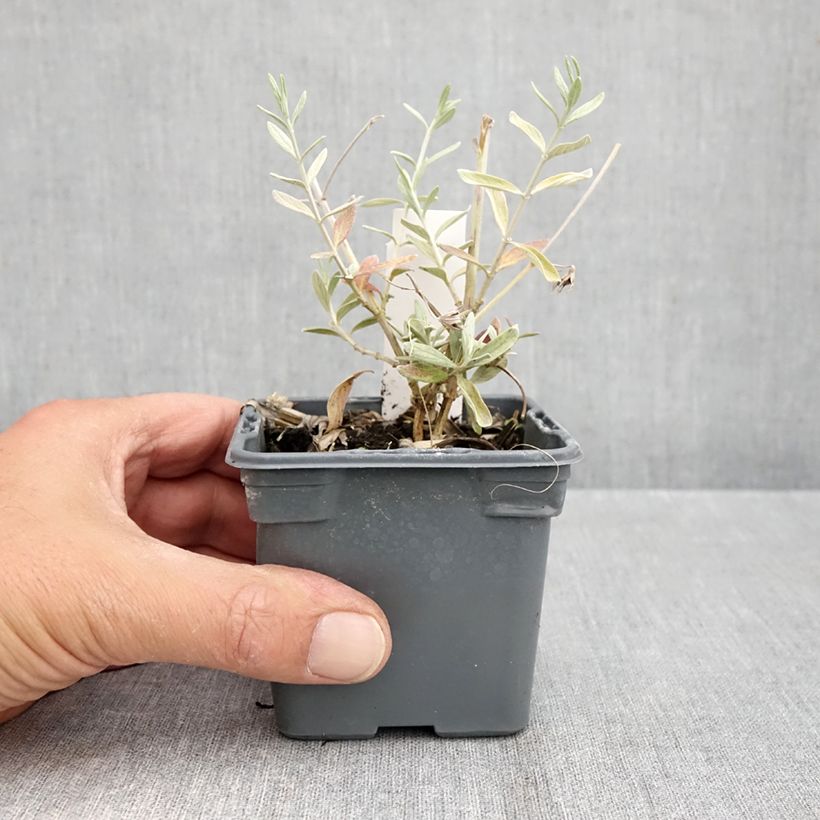 Exemplaar van Teucrium fruticans Indyho - Gamander Kweekpotje van 8/9 cm zoals geleverd in de herfst