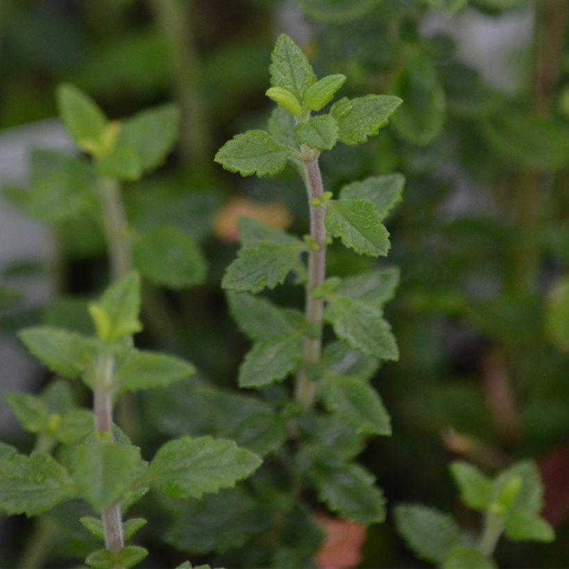 Teucrium lucidrys - Gamander (Foliage)