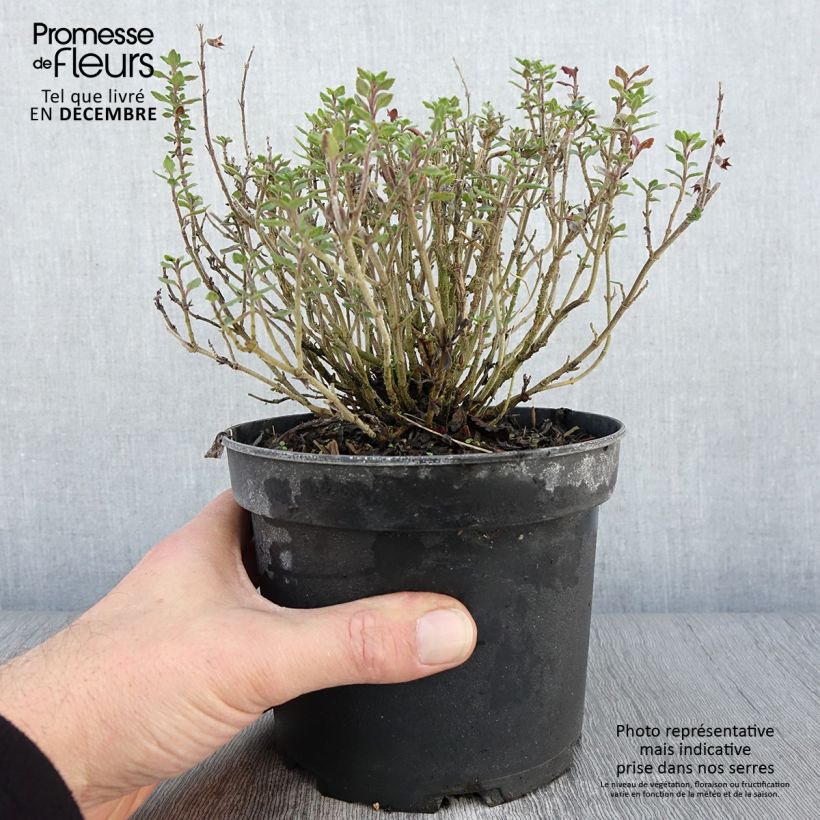 Exemplaar van Teucrium lucidrys - Gamander Pot van 2 l/3 l zoals geleverd in de herfst