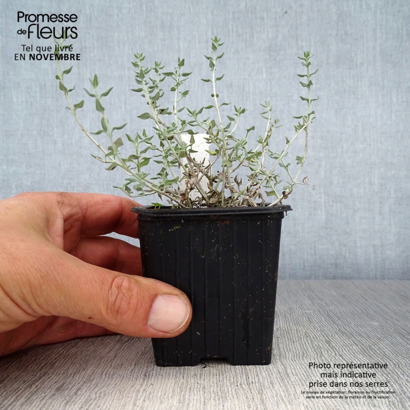 Exemplaar van Teucrium marum - Amberkruid Kweekpotje van 8/9 cm zoals geleverd in de herfst