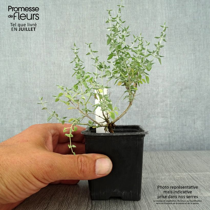 Exemplaar van Teucrium marum - Amberkruid Kweekpotje van 8/9 cm zoals geleverd in de zomer