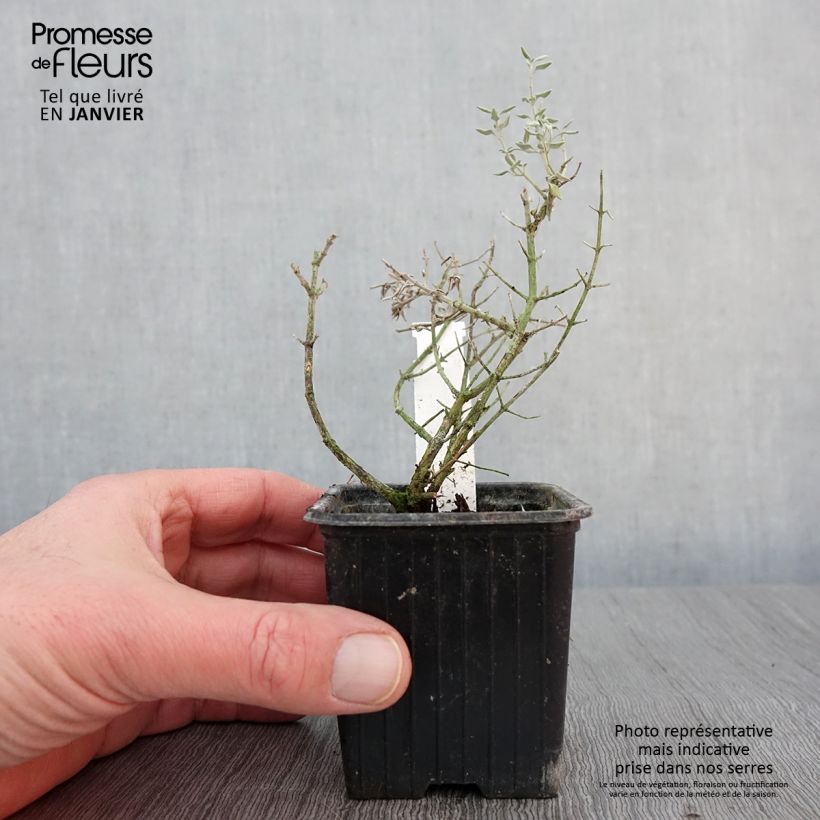 Example of Teucrium marum - Amberkruid Kweekpotje van 8/9 cm as you get in hiver