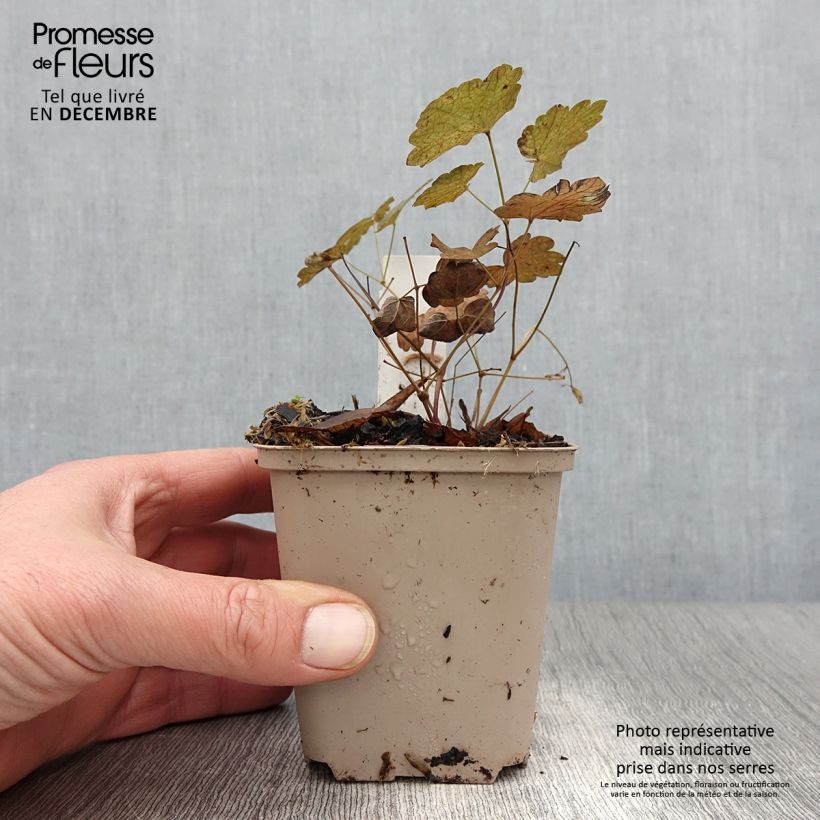 Exemplaar van Thalictrum actaeifolium Perfume Star - Ruit Kweekpotje van 8/9 cm zoals geleverd in de herfst