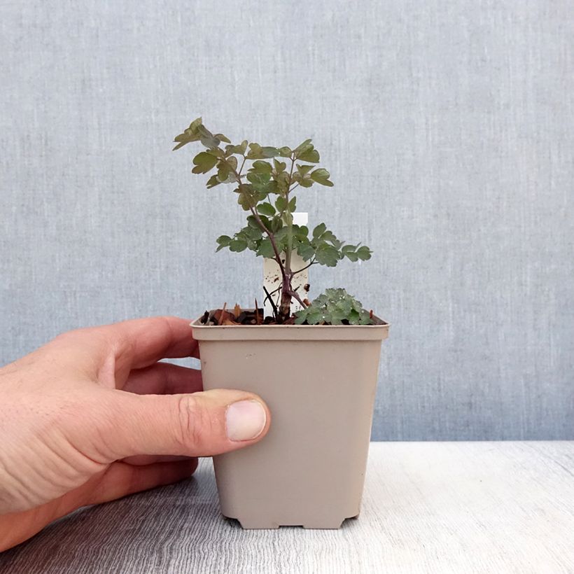 Exemplaar van Thalictrum Anne - Ruit Kweekpotje van 8/9 cm zoals geleverd in de lente