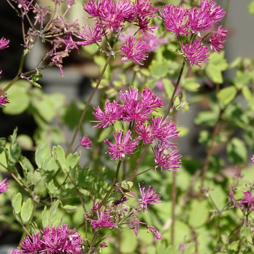 Thalictrum aquilegifolium Thundercloud - Akeleiruit (Bloei)