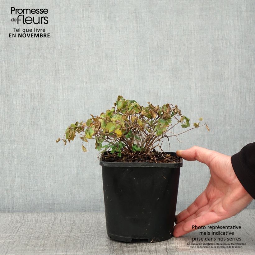 Exemplaar van Thalictrum aquilegifolium Thundercloud - Akeleiruit Pot van 2 l/3 l zoals geleverd in de herfst