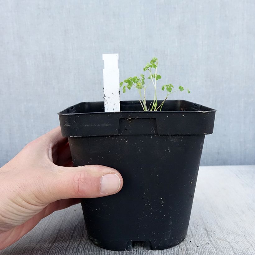 Exemplaar van Thalictrum delavayi Album - Chinese ruit Pot van 2 l/3 l zoals geleverd in de lente