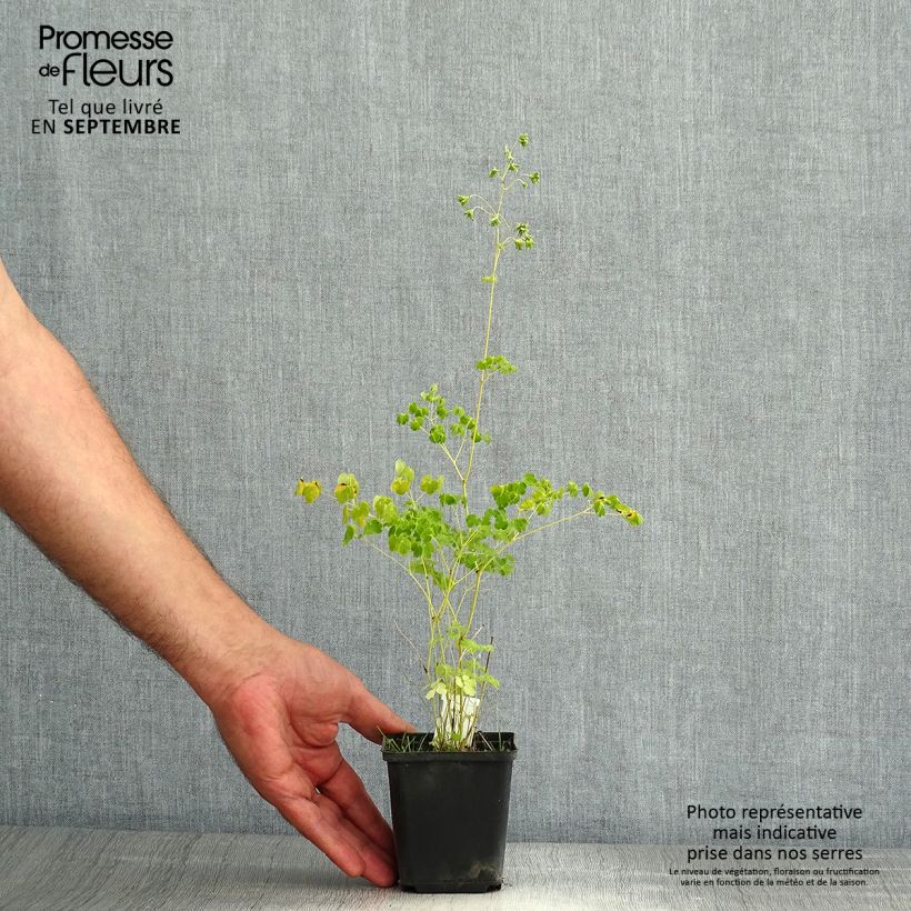 Exemplaar van Thalictrum delavayi Album - Chinese ruit Kweekpotje van 8/9 cm zoals geleverd in de zomer