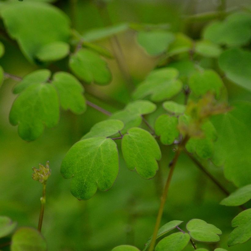 Thalictrum delavayi Hewitt's Double - Chinese ruit (Foliage)