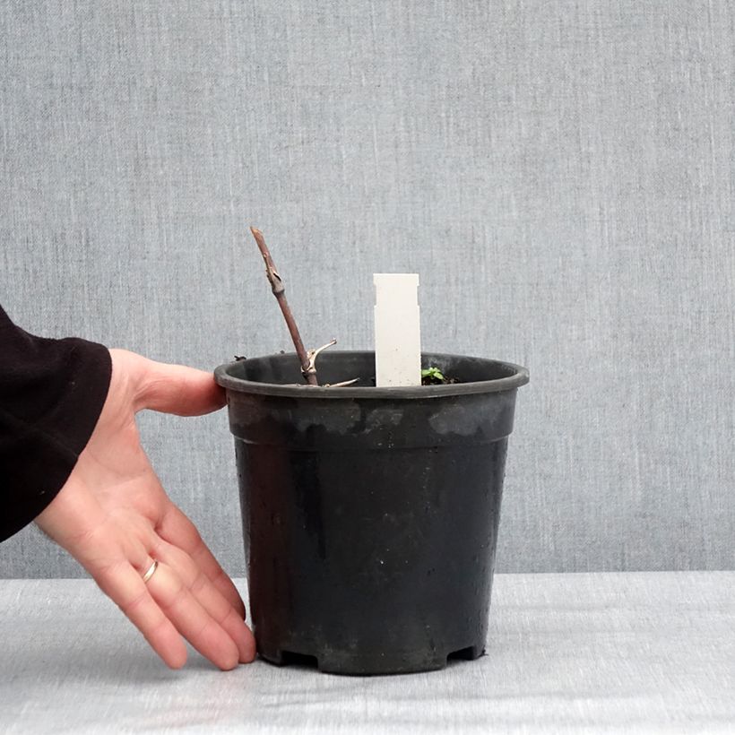 Example of Thalictrum delavayi Hewitt's Double - Pigamon Pot van 2 l/3 l as you get in hiver