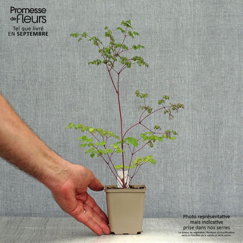 Exemplaar van Thalictrum delavayi Hinckley - Chinese ruit Kweekpotje van 8/9 cm zoals geleverd in de herfst