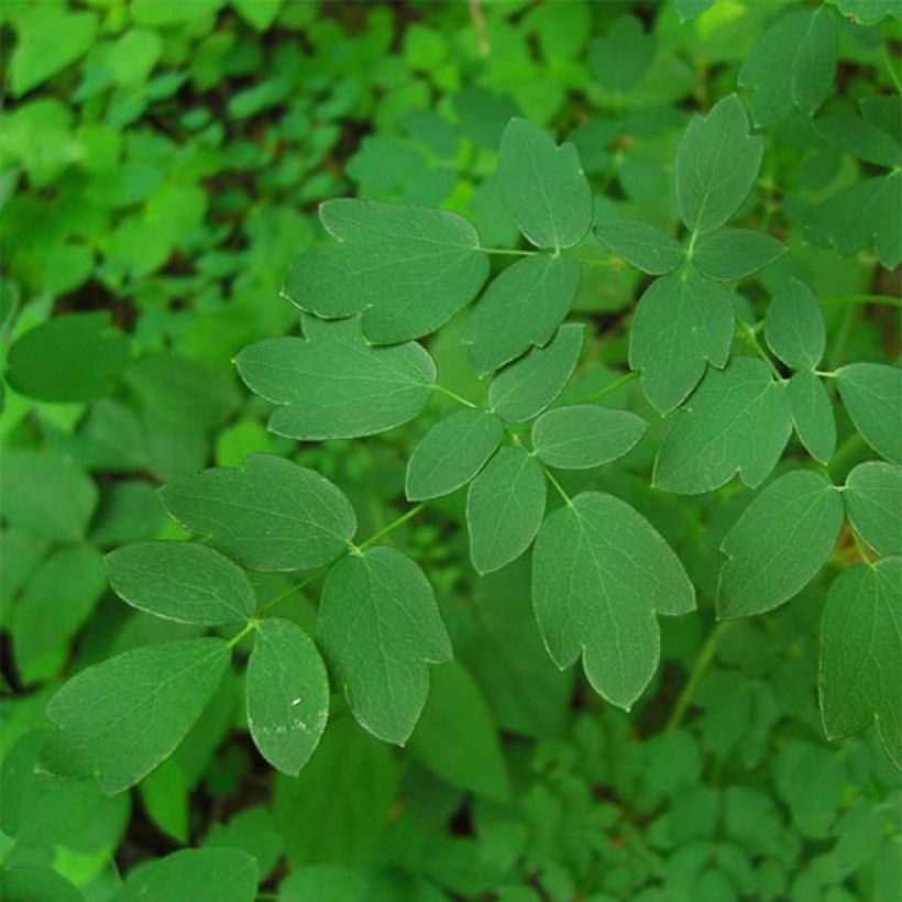 Thalictrum delavayi Splendide - Chinese ruit (Foliage)