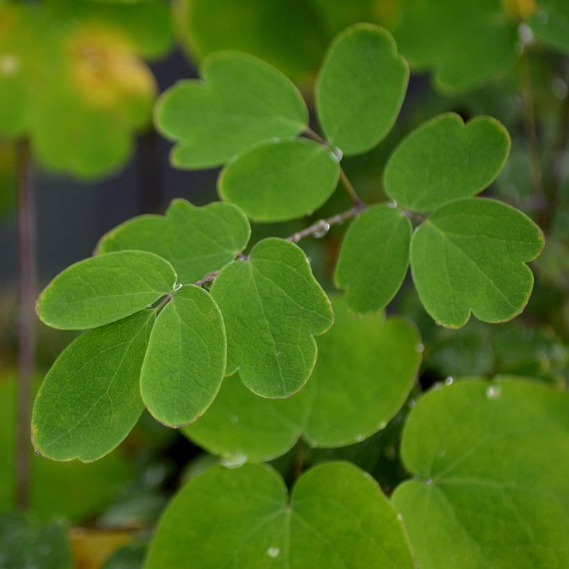 Thalictrum Elin - Ruit (Foliage)