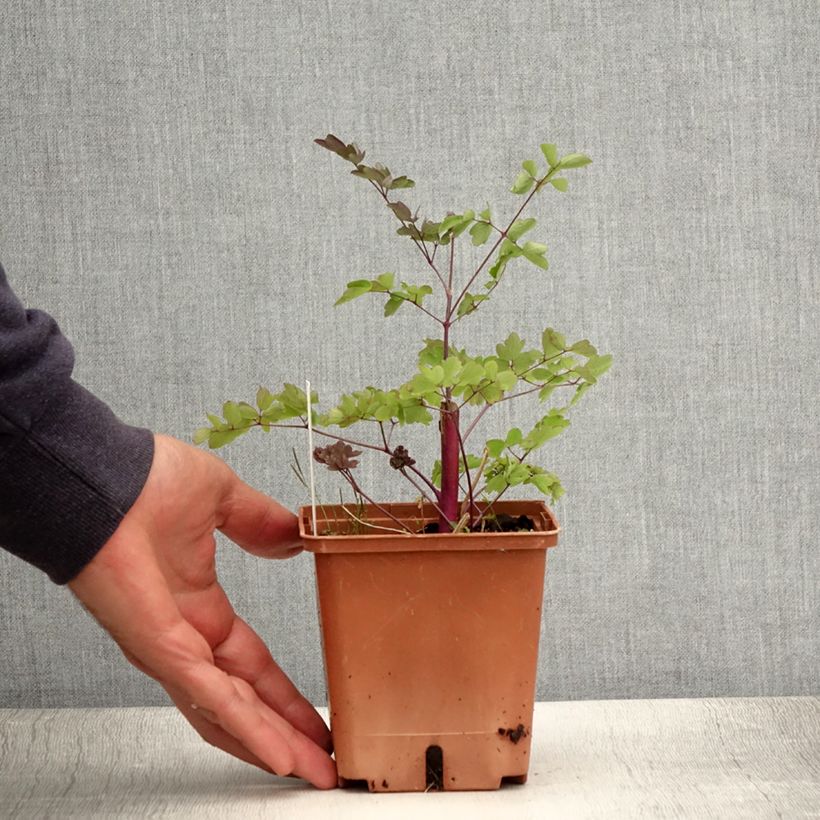 Exemplaar van Thalictrum Elin - Ruit Pot van 1 l/1,5 l zoals geleverd in de zomer