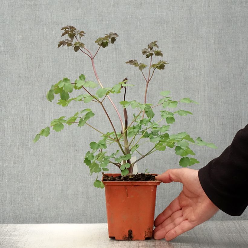 Exemplaar van Thalictrum Elin - Ruit Pot van 1 l/1,5 l zoals geleverd in de lente