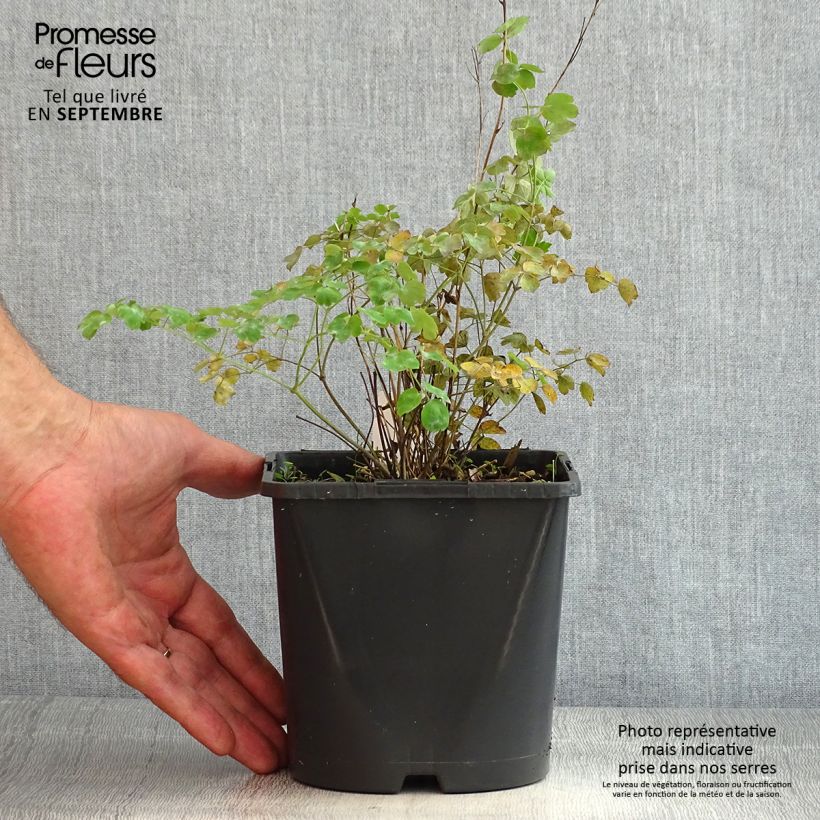 Exemplaar van Thalictrum Fairy Wings - Akeleiruit Pot van 2 l/3 l zoals geleverd in de zomer