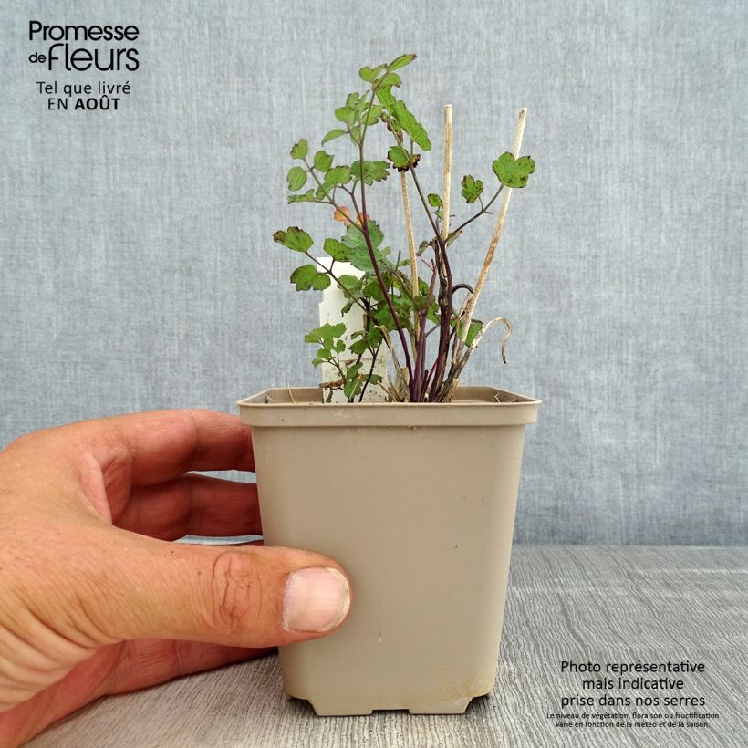 Exemplaar van Thalictrum flavum glaucum - Poelruit Kweekpotje van 8/9 cm zoals geleverd in de zomer