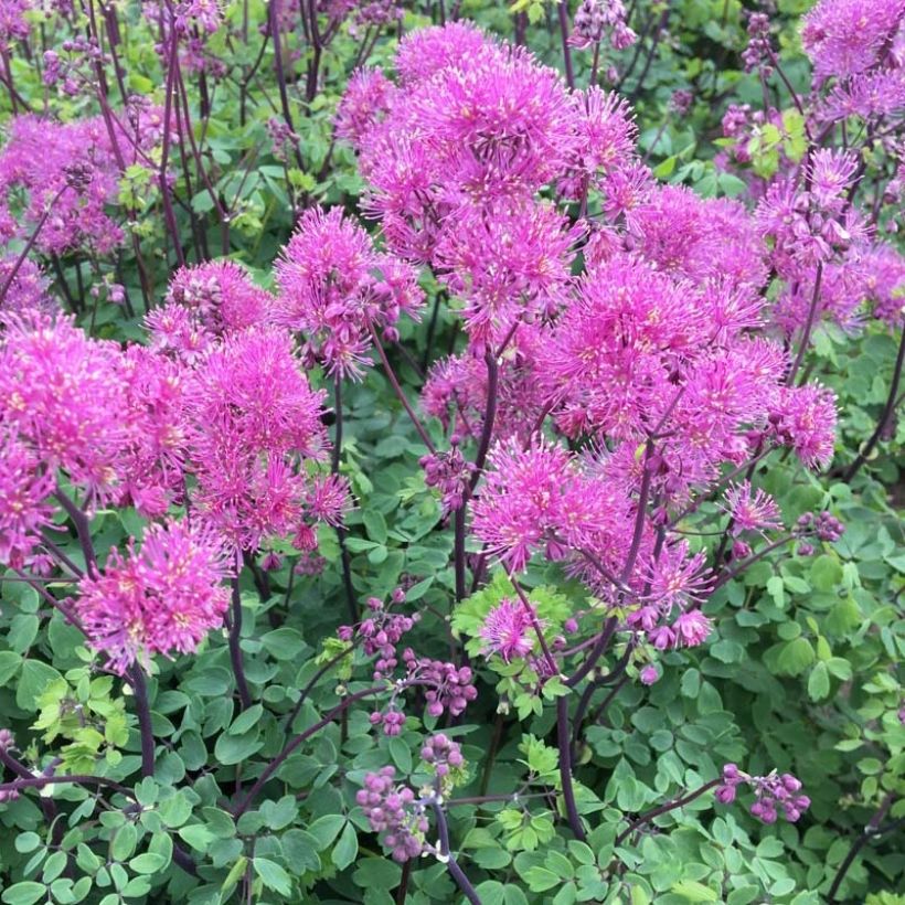 Thalictrum Little Pinkie (Plant habit)