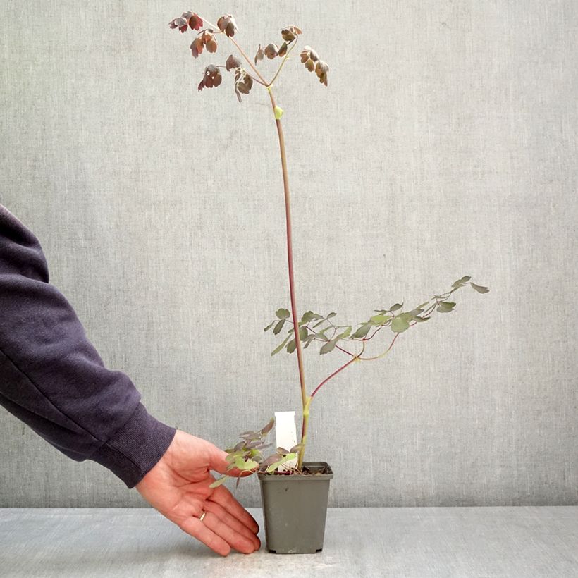 Exemplaar van Thalictrum Ghent Ebony - Ruit Kweekpotje van 8/9 cm zoals geleverd in de lente