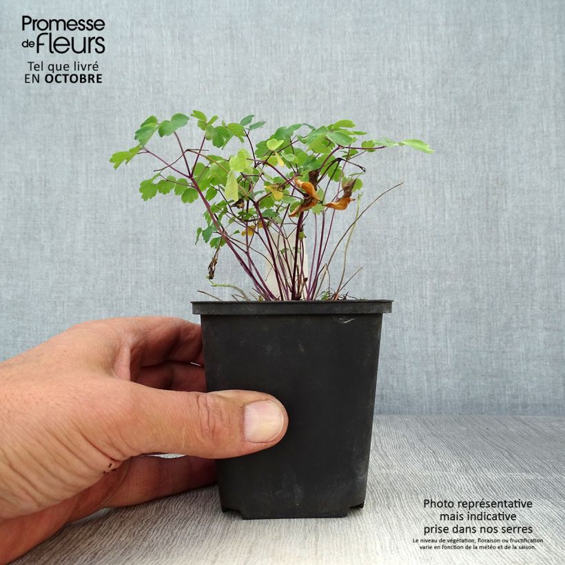 Exemplaar van Thalictrum Purplelicious - Ruit Kweekpotje van 8/9 cm zoals geleverd in de herfst