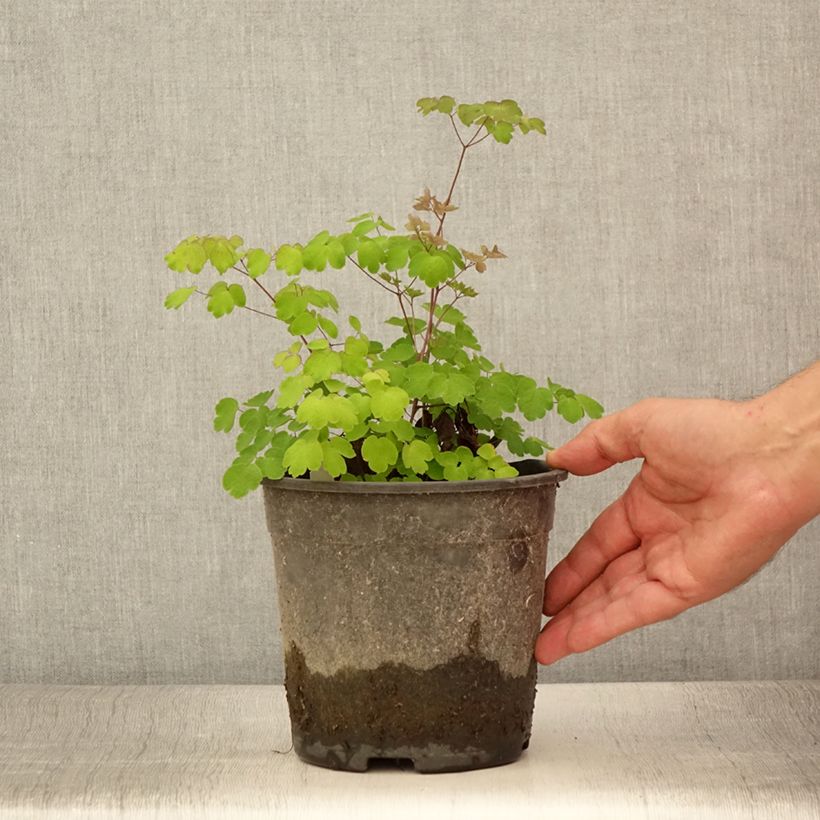 Exemplaar van Thalictrum rochebrunianum - Ruit Pot van 2 l/3 l zoals geleverd in de zomer