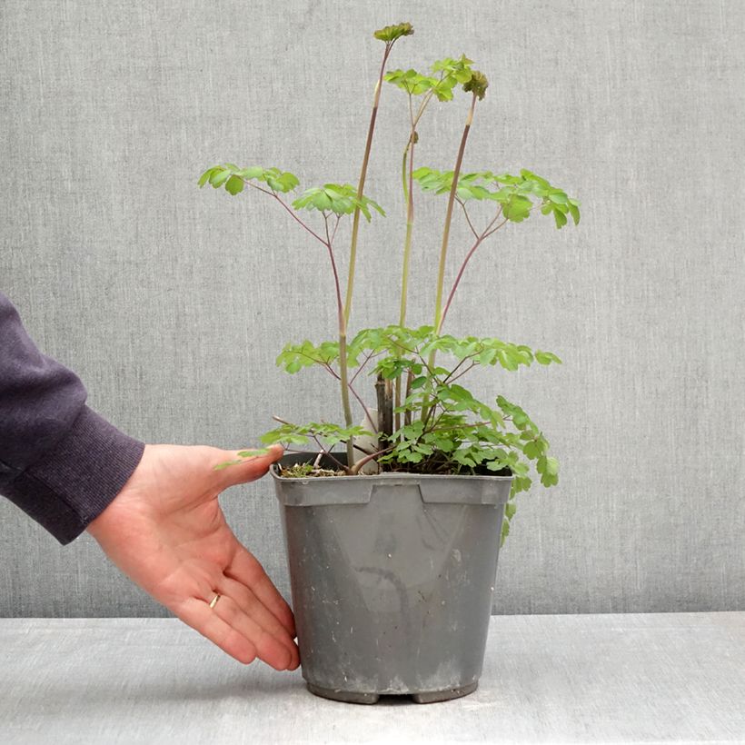 Exemplaar van Thalictrum rochebrunianum - Ruit Pot van 2 l/3 l zoals geleverd in de lente