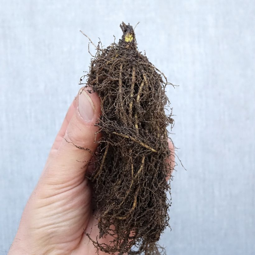 Example of Thalictrum rochebrunianum - Pigamon Naakte wortel as you get in hiver