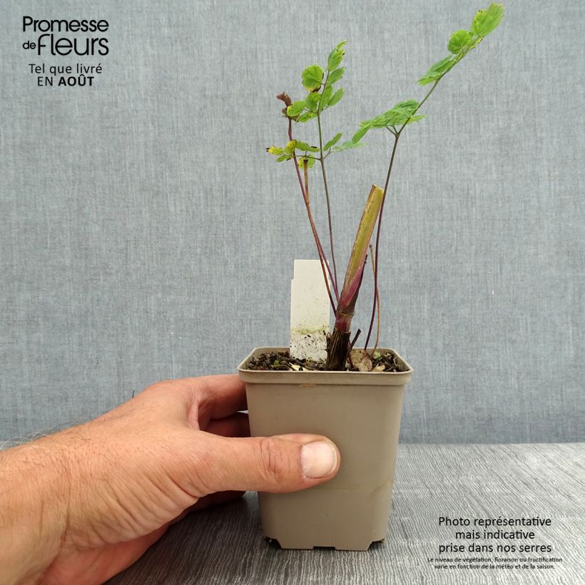 Exemplaar van Thalictrum sphaerostachyum - Poelruit Kweekpotje van 8/9 cm zoals geleverd in de zomer