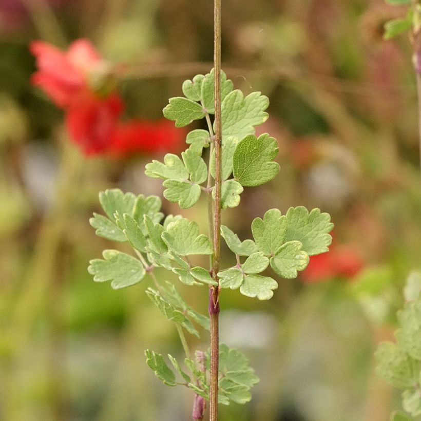 Thalictrum sphaerostachyum - Poelruit (Blad)