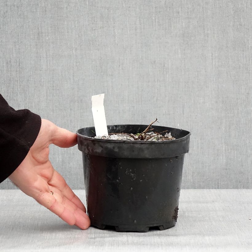 Example of Thalictrum Yulia - Pigamon Pot van 2 l/3 l as you get in hiver