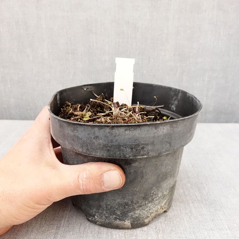 Exemplaar van Thalictrum Yulia - Ruit Pot van 2 l/3 l zoals geleverd in de lente