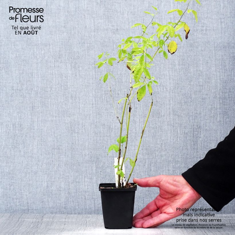 Exemplaar van Thermopsis chinensis - Chinese boserwt Kweekpotje van 8/9 cm zoals geleverd in de zomer