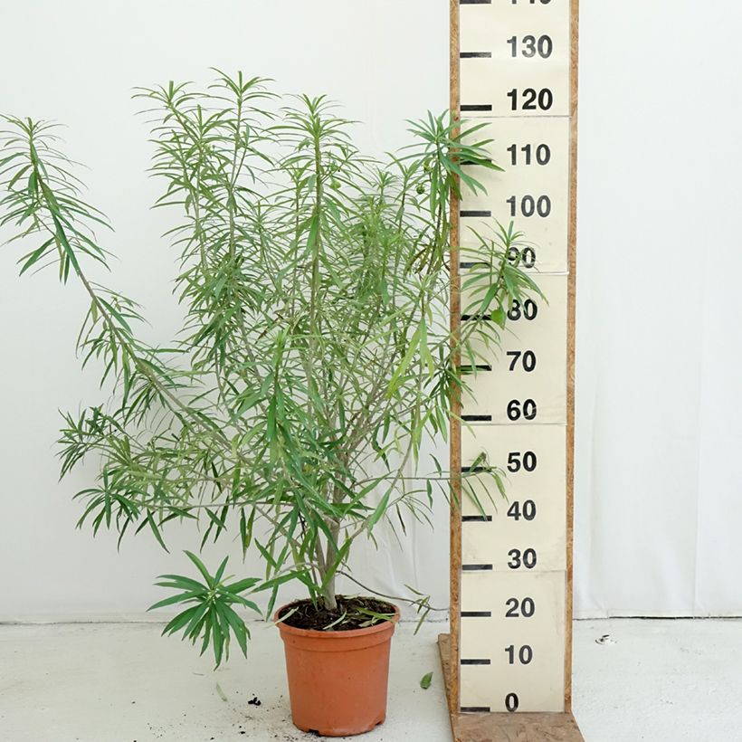 Exemplaar van Thevetia peruviana - Gele oleander Pot van 7,5 l/10 l zoals geleverd in de herfst