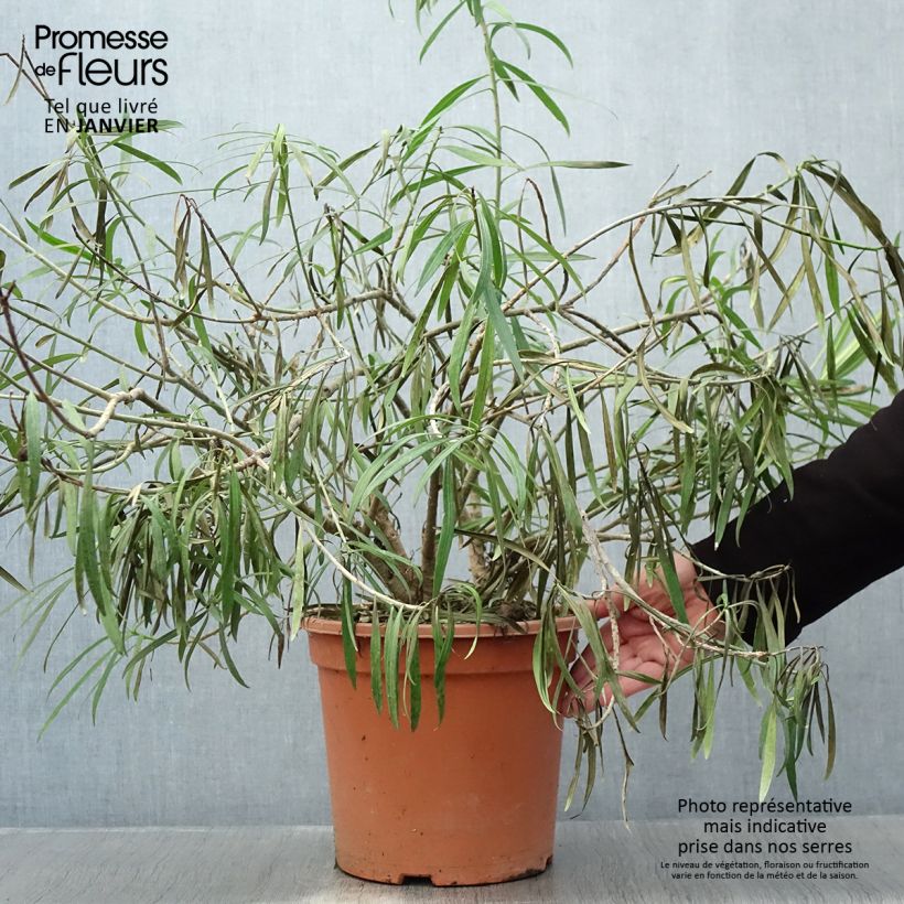 Example of Thevetia peruviana - Thévétia du Pérou ou Laurier jaune Pot van 7,5 l/10 l as you get in hiver