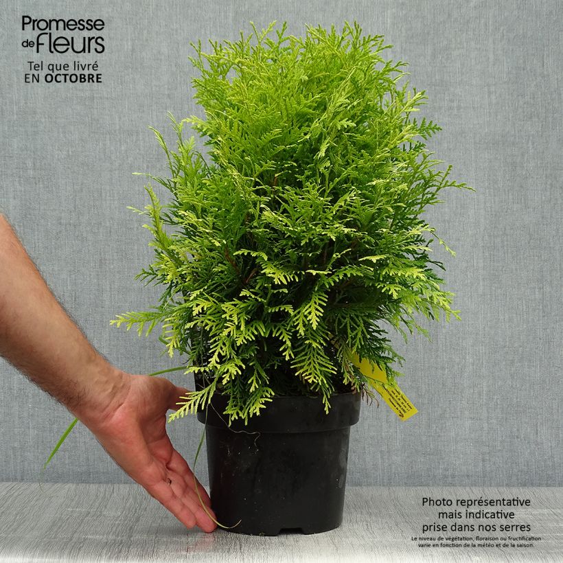 Exemplaar van Thuja occidentalis Danica Aurea - Westerse levensboom Pot van 2 l/3 l zoals geleverd in de herfst