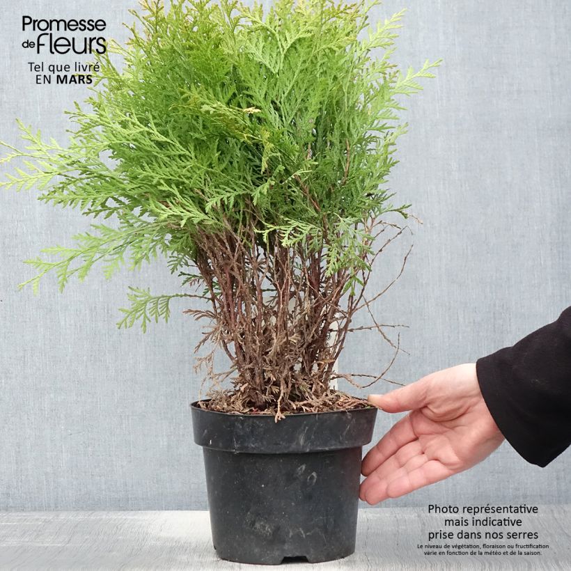 Exemplaar van Thuja occidentalis Danica Aurea - Westerse levensboom Pot van 2 l/3 l zoals geleverd in de lente