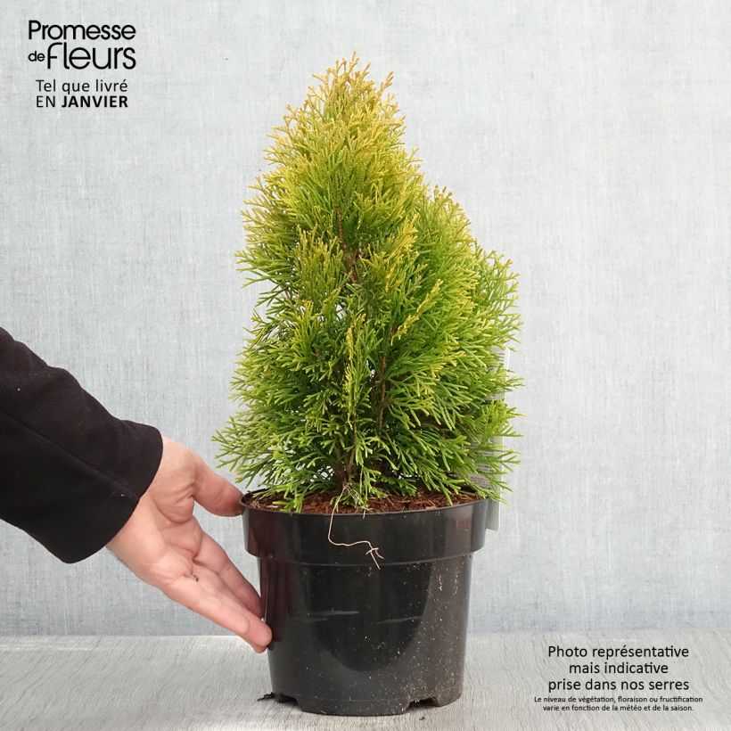 Example of Thuja occidentalis Golden Smaragd - Westerse levensboom Pot van 2 l/3 l as you get in hiver