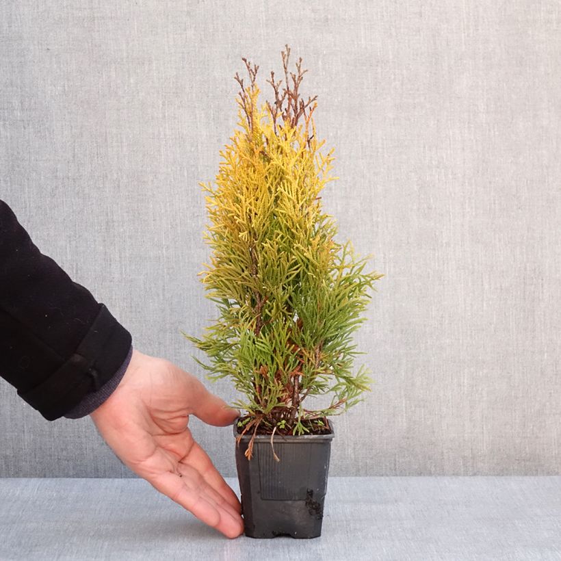 Example of Thuja occidentalis Golden Smaragd - Westerse levensboom Kweekpotje van 8/9 cm as you get in hiver