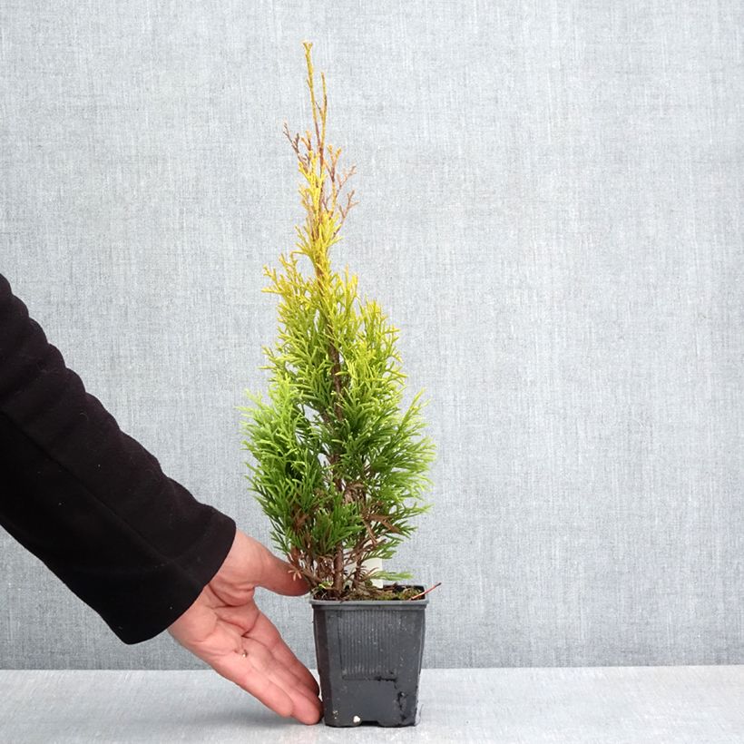 Exemplaar van Thuja occidentalis Golden Smaragd - Westerse levensboom Kweekpotje van 8/9 cm zoals geleverd in de lente