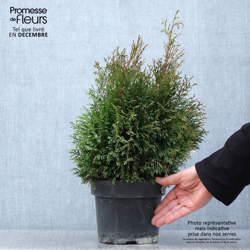 Exemplaar van Thuja occidentalis Miky - Westerse levensboom Pot van 2 l/3 l zoals geleverd in de herfst