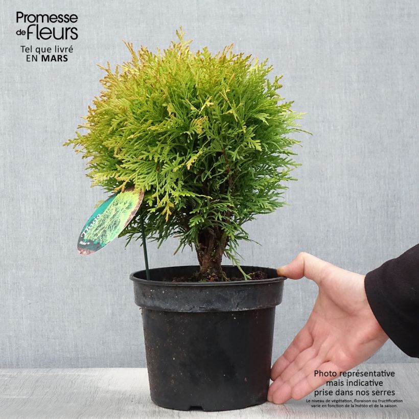 Exemplaar van Thuja occidentalis Mirjam - Westerse levensboom Pot van 2 l/3 l zoals geleverd in de lente