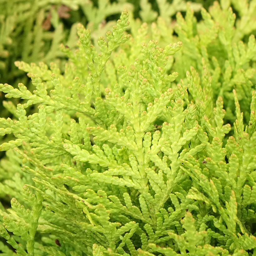 Thuja occidentalis Mirjam - Westerse levensboom (Blad)