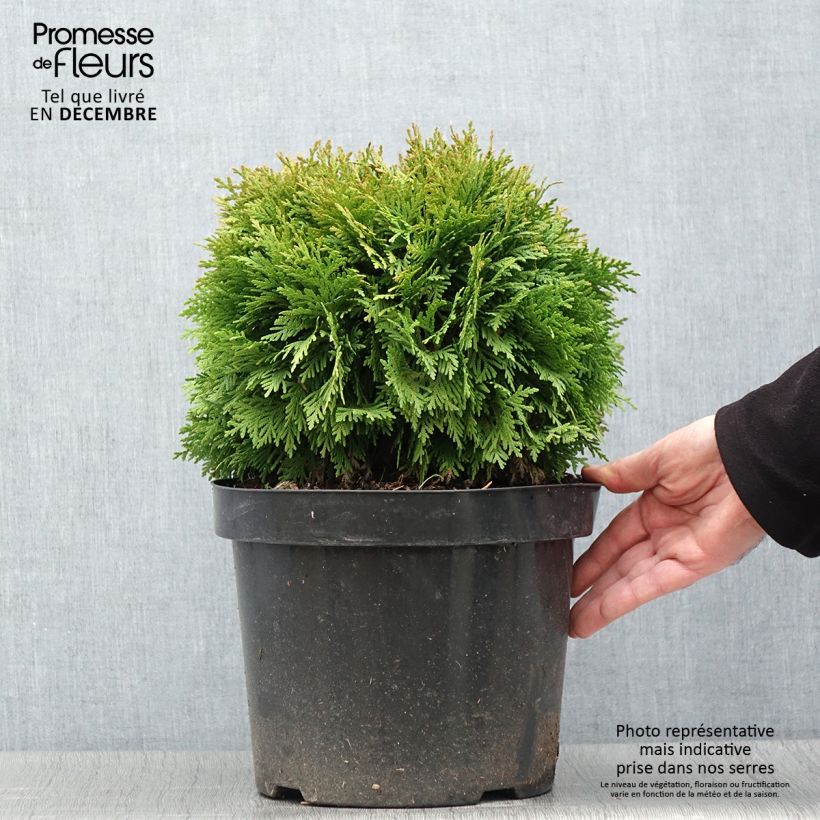 Exemplaar van Thuja occidentalis Mirjam - Westerse levensboom Pot van 7,5 l/10 l zoals geleverd in de herfst