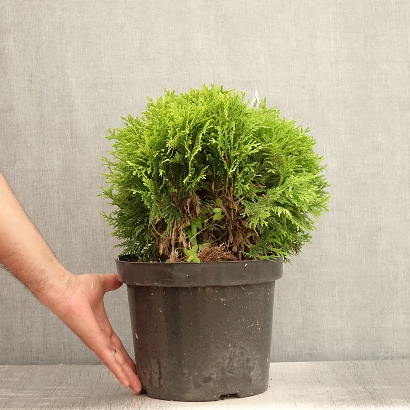 Exemplaar van Thuja occidentalis Mirjam - Westerse levensboom Pot van 7,5 l/10 l zoals geleverd in de zomer
