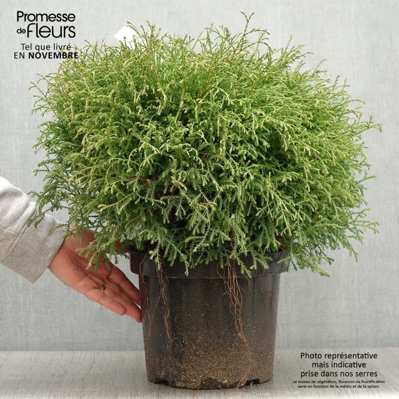 Exemplaar van Thuja occidentalis Mr Bowling Ball - Westerse levensboom Pot van 7,5 l/10 l zoals geleverd in de herfst