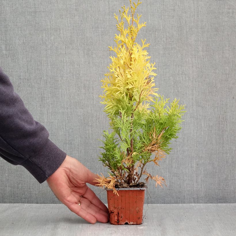 Exemplaar van Thuja occidentalis Sunny Smaragd - Westerse levensboom Kweekpotje van 8/9 cm zoals geleverd in de herfst